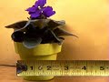 Horticulture floraculture African Violets