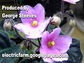 Horticulture floraculture African Violets