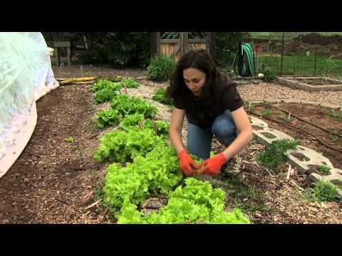 how to harvest lettuce from a garden