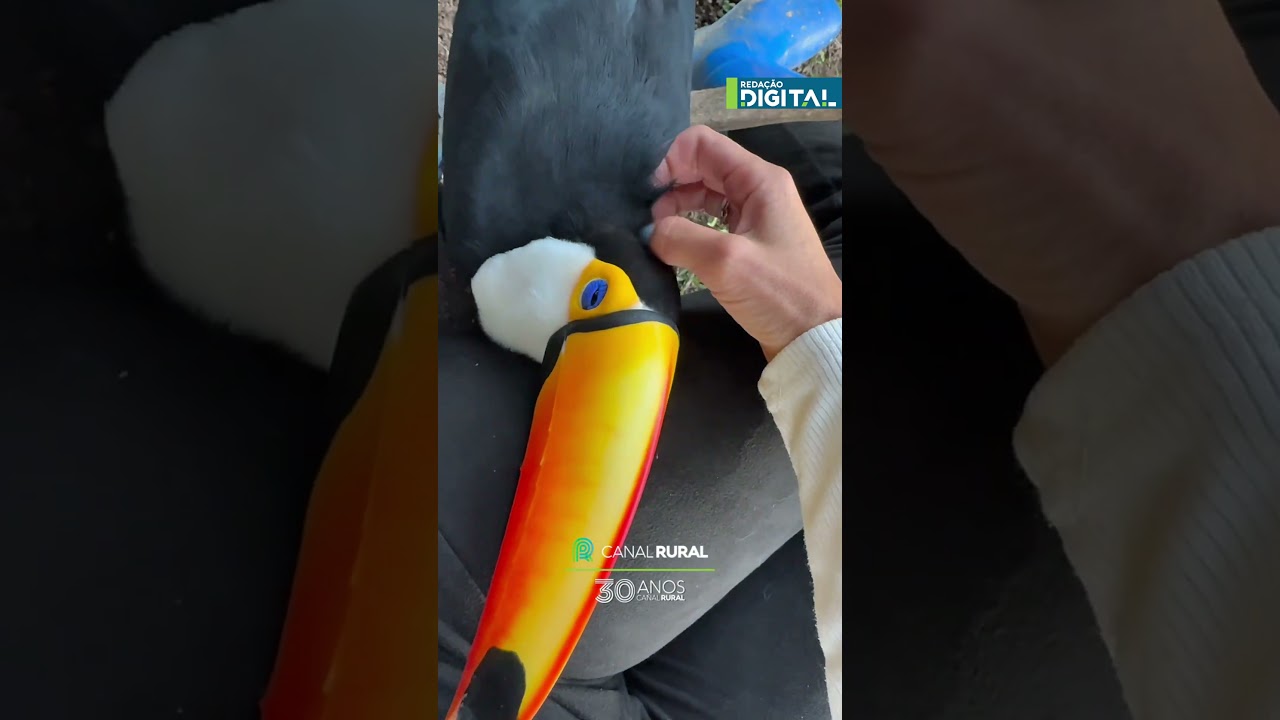 Aurora tucaninha fazendo barulhinho com o bico pra pedir carinho