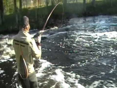 Flugbindningsvideo:Bindning och fiske med husmask Flugbindningsvideo: Bindning och fiske med husmask