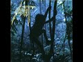 Sadist - From Bellatrix to Betelgeuse