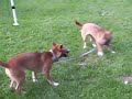 Ngsd Puppies 2 2009