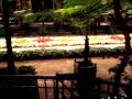 jardin chido