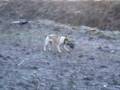 Boerboel video