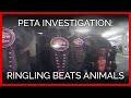 Ringling Beats Animals: A PETA Undercover Investigation