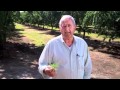 J. Marchini Farms - Agretto Sneak Peak