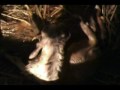 New Born Nubian Goats on Christmas Eve