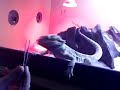 Pogona Comendo Tenebrio Pogona Comendo Tenebrio