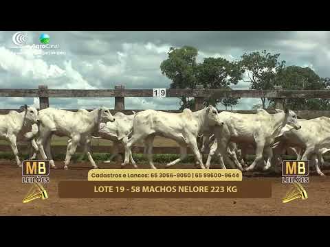 525� LEIL�O VIRTUAL MB LEIL�ES