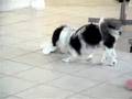 Rescued Pekingese Playing - Petey