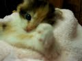 Cute calico kitten