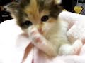 Cute calico kitten