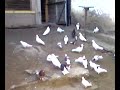 pllumat e valonit pllumat e valonit