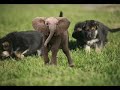 a short history of the puppy sized elephant