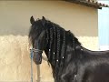 Amigo Semental Frison Ster aprendiendo el Paso Espa�ol