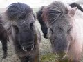 Wir Peerie Ponies