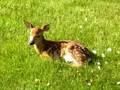 videos de Random fawn in my yard