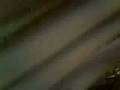 videos de Steve Irwin Ape Creature [Part 2]