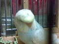 Abugamela - budgerigar birds crest from abu gamela -ابو جميلة  2009.wmv