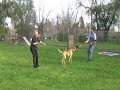 Armando (Presa Canario) owned by Cathy