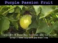 Purple Passion Fruit Vine Purple Passion Fruit Vine
