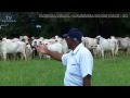 PECUARISTA DE GOIÁS UTILIZA 100% TOUROS BRAHMAN PO EM VACADA NELORE