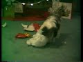 Shih Tzu Dog - Ruffles - Opening Christmas presents