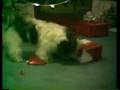 Shih Tzu Dog - Ruffles - Opening Christmas presents