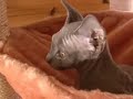 Devon Rex kitten Simon 14 weeks old