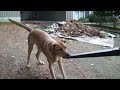 Dog vs Leafblower in SlowMo! Dog vs Leafblower in SlowMo!