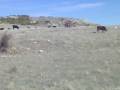 videos de fernan torea en moto