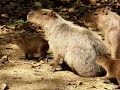 las im�genes que queremos compartir en este video, han sido logradas en su mayor parte por fernando trujillo, director de la fundaci�n omacha, en terrenos de la reserva natural palmarito casanare. son un claro ejemplo de los resultados que se est�n obteniendo en nuestro proyecto de recuperaci�n de la fauna que habita en la zona y de lo que se puede lograr desde la sociedad civil, cuando esta se concientiza de su responsabilidad con el entorno. queremos compartirla con usted y pedir que nos haga llegar sus comentarios.