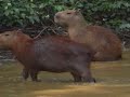 las im�genes que queremos compartir en este video, han sido logradas en su mayor parte por fernando trujillo, director de la fundaci�n omacha, en terrenos de la reserva natural palmarito casanare. son un claro ejemplo de los resultados que se est�n obteniendo en nuestro proyecto de recuperaci�n de la fauna que habita en la zona y de lo que se puede lograr desde la sociedad civil, cuando esta se concientiza de su responsabilidad con el entorno. queremos compartirla con usted y pedir que nos haga llegar sus comentarios.