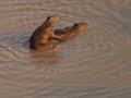 las im�genes que queremos compartir en este video, han sido logradas en su mayor parte por fernando trujillo, director de la fundaci�n omacha, en terrenos de la reserva natural palmarito casanare. son un claro ejemplo de los resultados que se est�n obteniendo en nuestro proyecto de recuperaci�n de la fauna que habita en la zona y de lo que se puede lograr desde la sociedad civil, cuando esta se concientiza de su responsabilidad con el entorno. queremos compartirla con usted y pedir que nos haga llegar sus comentarios.