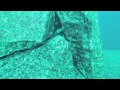 Tanganyika Travels I HD