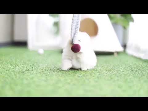 Candie Micro White Pomeranian