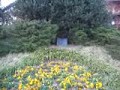 Yellow Fever Park in Historic Gent (Norfolk VA)