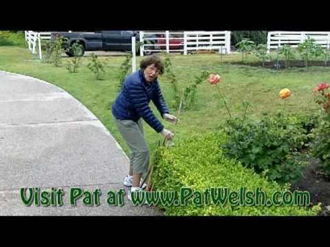 how to fertilize privet hedges