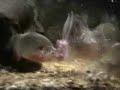 10 Pirañas / 1 Raton 10 Pirañas / 1 Raton