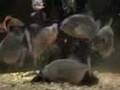 10 Pirañas / 1 Raton
