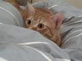 videos de Benny