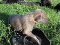 Greyhound puppie Crimdon Boa 3 weeks old Greyhound puppie Crimdon Boa 3 weeks old