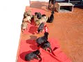 TOSA   INU  AND DOBERMANN PUPPIES 2