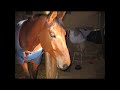 La garde républicaine à cheval