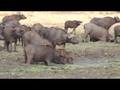 Southern Africa by Air - Luangwa- Part1