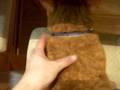 いすを陣取る猫