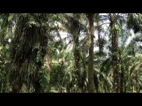 how to harvest oil palm