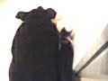 la negra de la vecindad