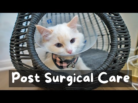 What to Expect When You Spay or Neuter Your Cat | The Cat Butler